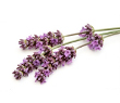 Lavanda